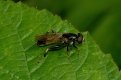 Hoverflies: Xylota segnis